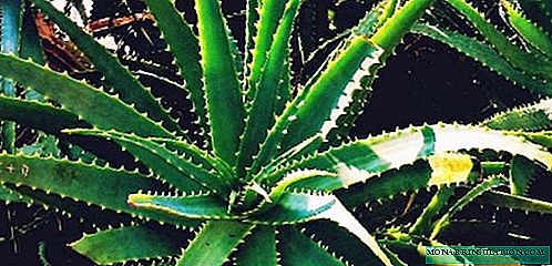 Aloe-agave groei, tuisversorging, foto