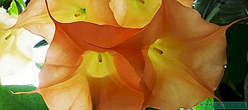 Brugmansia - बढ्दै र घर मा हेरचाह, फोटो प्रजाति