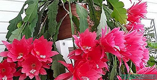 Epiphyllum - mālama home, nā kiʻi kiʻi, hana hou