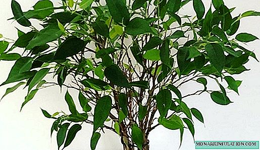 Ficus Pineamine