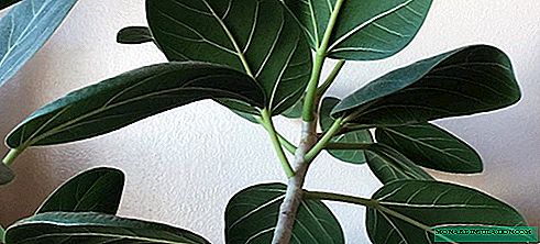 Ficus bengali - na-eto ma na-elekọta n'ụlọ, foto