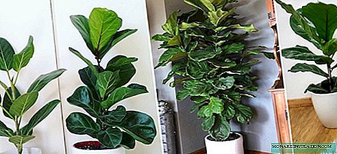 Ficus lira - njega i reprodukcija kod kuće, fotografija