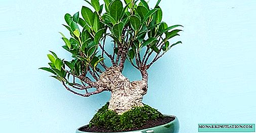 Ficus microcarp - umönnun og æxlun heima, plöntumynd