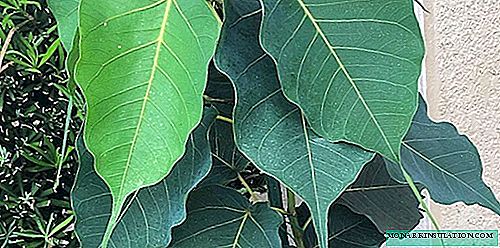 Ficus sagrado: crecemento e coidado na casa, foto