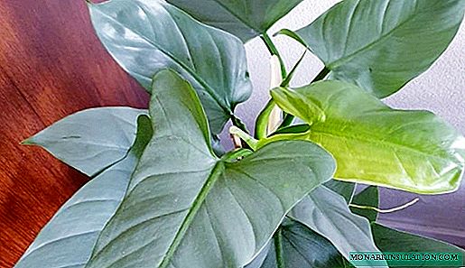 Philodendron - مراقبت از خانه ، گونه هایی با عکس و نام