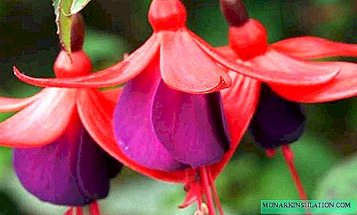 Fuchsia - fikarakarana trano, sary