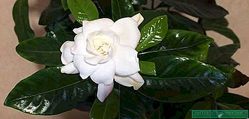 Jasmine Gardenia - fikarakarana trano, karazan-sary