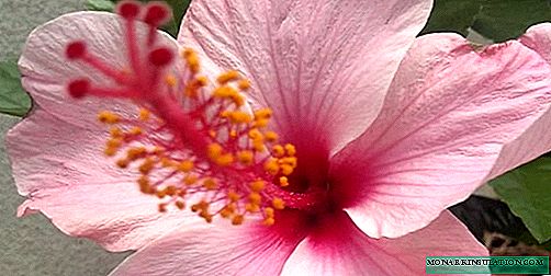 Chinese hibiscus - ho lema, ho hlokomela le ho hlahisa lapeng, foto