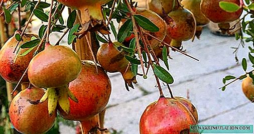 Pomegranate - inakua na utunzaji nyumbani, spishi za picha