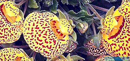 Calceolaria - plandáil agus cúram sa bhaile, speicis grianghraf