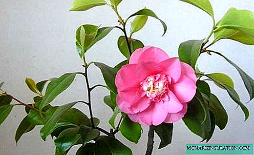 Camellia - heimahjúkrun, ljósmynd