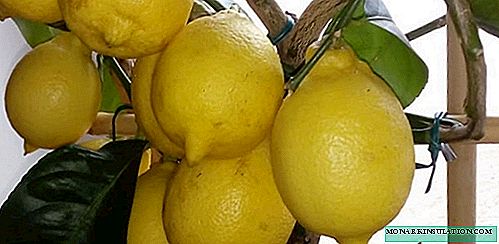 Árbore de limón: cultivo, coidado no fogar, especies fotográficas