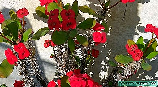 Euphorbia Meilen - Fleeg doheem, Reproduktioun, Foto