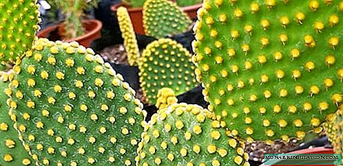 Cactus pir cactus - perawatan imah, spésiés poto