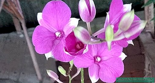 Orchid Dendrobium - versorging en voortplanting tuis, foto
