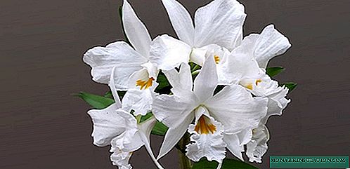 Cattleya Orchid - te tiaki kaainga, te whakawhitinga, nga momo whakaahua me nga momo