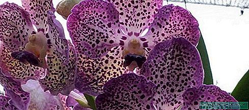 I-Orchid Wanda - ekhula futhi inakekelwa ekhaya, isithombe