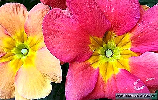 Primula - hejmzorgado, foto