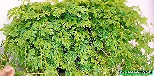 Selaginella - groei en versorg tuis, foto
