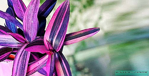 Netcreasia purpurea - տնային խնամք, լուսանկարչական տեսակներ