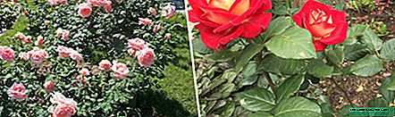 Izinhlobo ezingama-35 zamaroses etiye e-hybrid rose