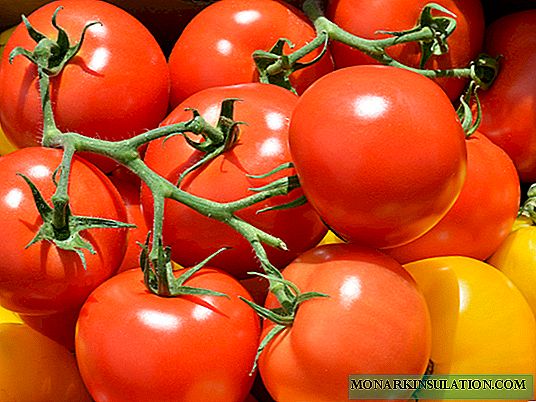 Tomate estandarrak: 35 barietate