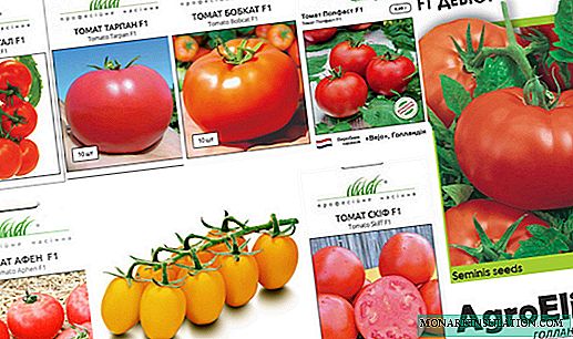 Mga kamatis sa pagpili ng Dutch: isang katalogo ng 36 na mga varieties at larawan at paglalarawan