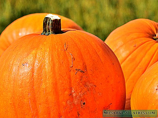 36 cineálacha pumpkins le grianghraif agus tuairiscí