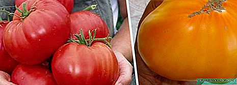 Canis admissura fit varietates tomatoes: XXXVIII descriptiones et variationibus apud photos