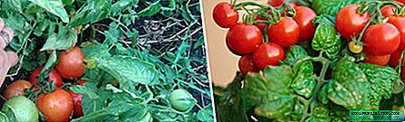 62 Varietéit vun ënnergréisst Tomaten