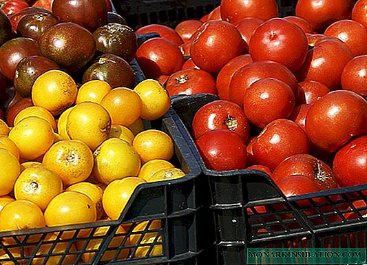 64 најдобри сорти домати за одгледување во регионите на Русија