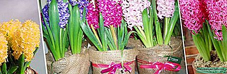 Fifun awọn hyacinth fun Oṣu Kẹjọ Ọjọ 8, Ọdun Tuntun ati awọn isinmi miiran: itọnisọna