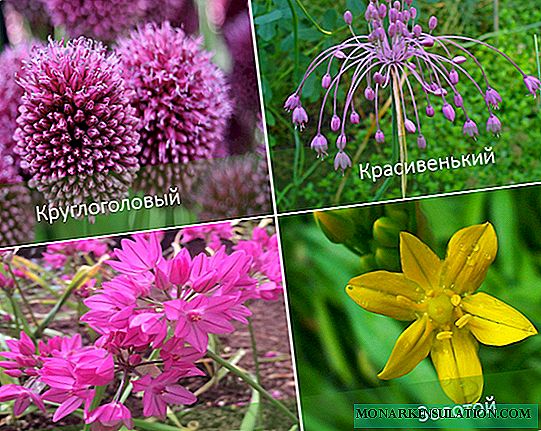 Allium o pangdekorasyon nga pana: mga tipo ug ilang mga litrato, pagtanum, pag-atiman