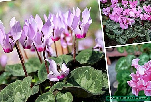 Alpiene violet: beskrywing, plant, versorging
