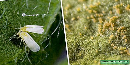 Whitefly: All About the Pest