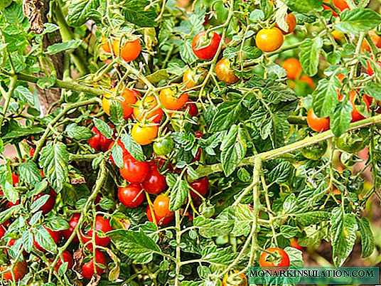 Sut i fwydo tomatos: ffyrdd o gynyddu cynhyrchiant