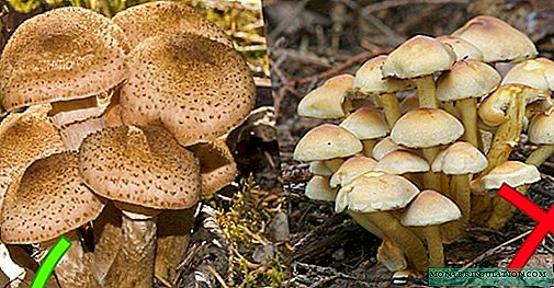 Apa jamur palsu lan kepiye cara beda banget sing bisa ditonton
