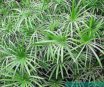 Ciperus: katrangan, perawatan omah, varietas