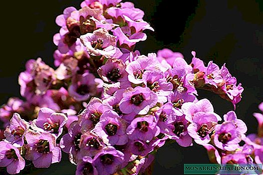 Flower Bergenia: сүрөттөлүшү, отургузуу жана сактоо