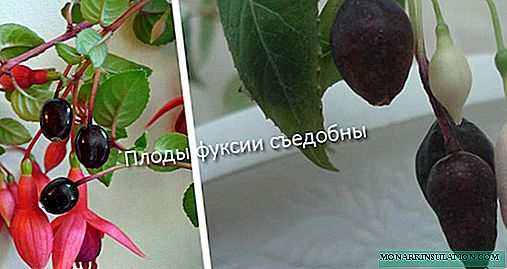 Fuchsia гүл: сүрөттөлүшү, үй жана анын айырмачылыктары
