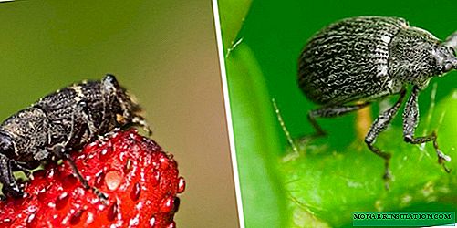Strawberry Weevil: Giunsa pagpakig-away