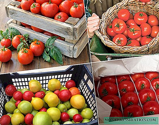 Maturiĝantaj tomatoj hejme: kion vi bezonas memori