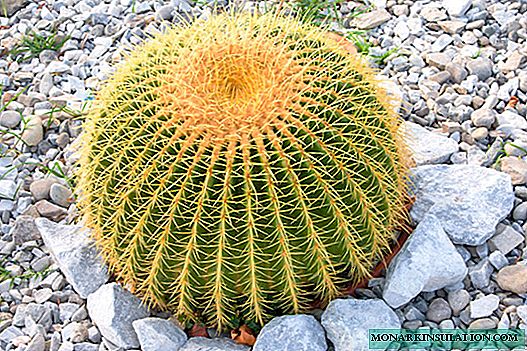 Echinocactus: tulaga o le galueaina ma le tausiga