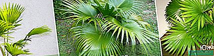 Egzotična palma Livistona: opis, vrste, njega