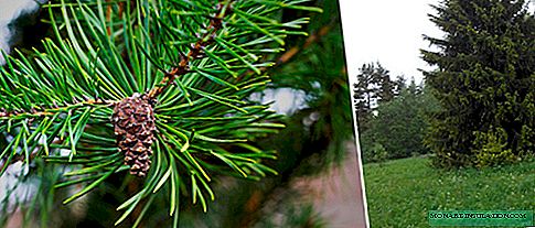 Spruce: təsviri, növləri, əkilməsi, xəstəlikləri və zərərvericiləri