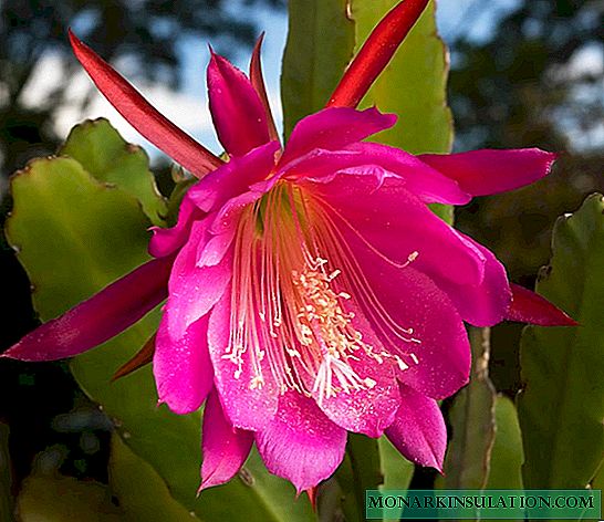 Epiphyllum: opis, vrste i sorte, kućna njega, znakovi