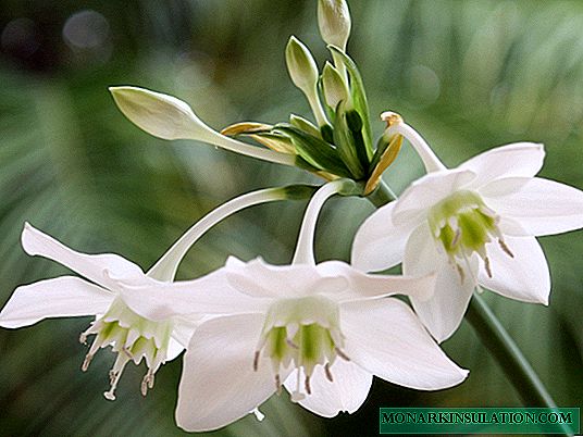 Eucharis သို့မဟုတ် Amazonian Lily: မိုးလုံလေလုံစောင့်ရှောက်မှု