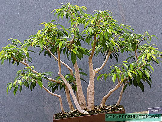 Ficus benjamina: үй, класстын сактоо