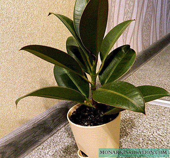 I-Ficus irubhi noma i-ficus elastic: incazelo, izinhlobo, ukunakekelwa