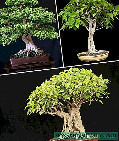 Ficus sacred (Bo သစ်ပင်) - အိမ်စောင့်ရှောက်မှုအတွက်စည်းမျဉ်းများ